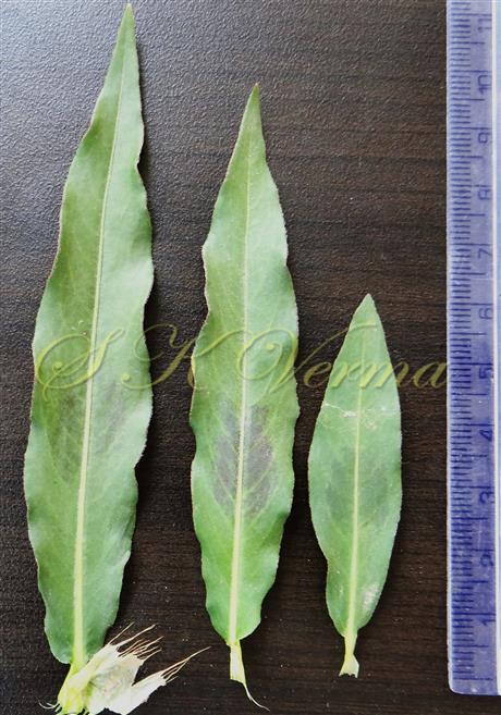  Leaves